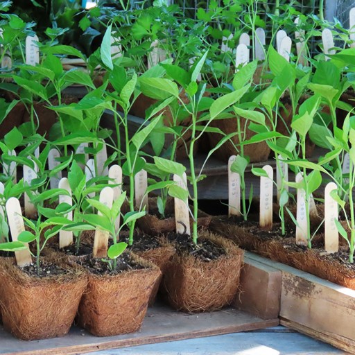 Когда сажают перец на рассаду в 2026