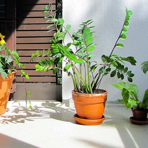 Пересадка замиокулькаса в домашних условиях