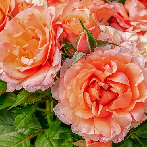 Розы для пышного букета