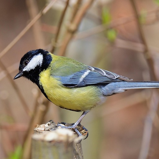 Что значит весеннее равноденствие