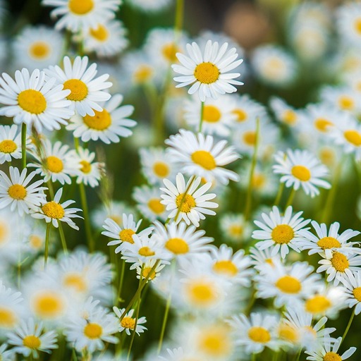 Белые ромашки