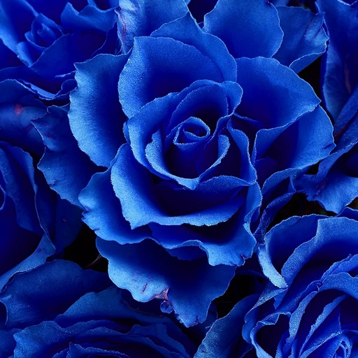 Значение цвета роз