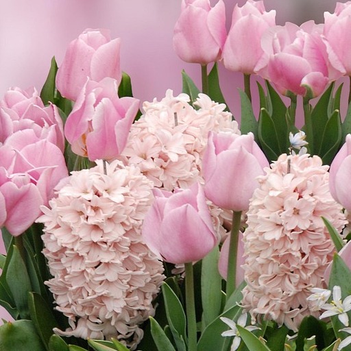 Розовые тюльпаны и гиацинты на фото