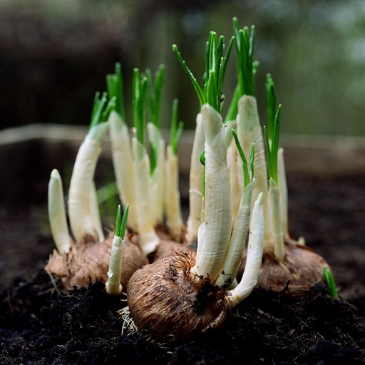 Когда сажать лук в грунт