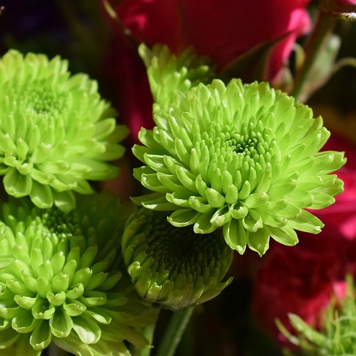Зеленые цветы хризантемы