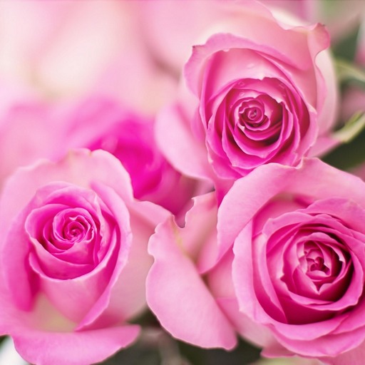 Что значат разные оттенки роз