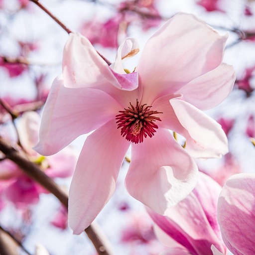 Цветущая магнолия на фото