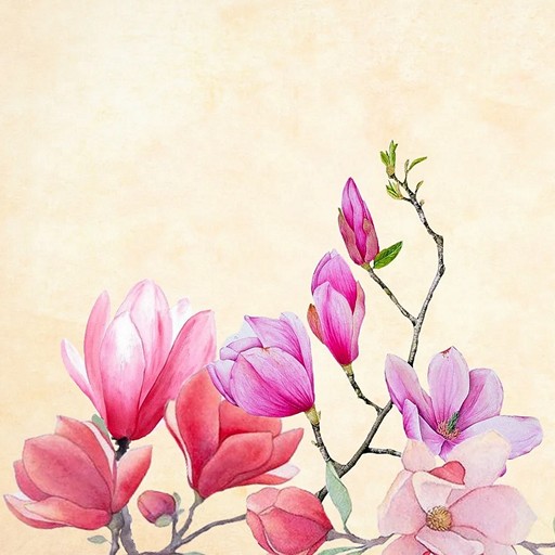 Когда цветет магнолия