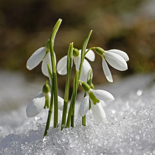 День подснежника: встречаем весну с первыми цветами
