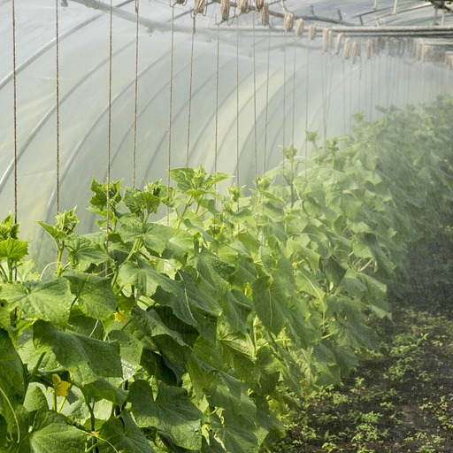 Система капельного полива в теплице своими руками