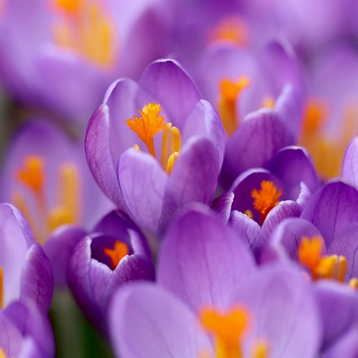 Цветущие фиолетовые крокусы