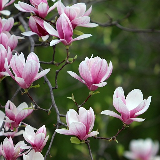 Цветы магнолии на фото