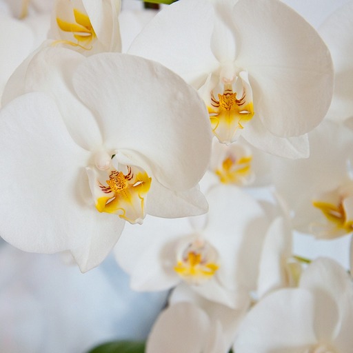 Белая орхидея фаленопсис цветет