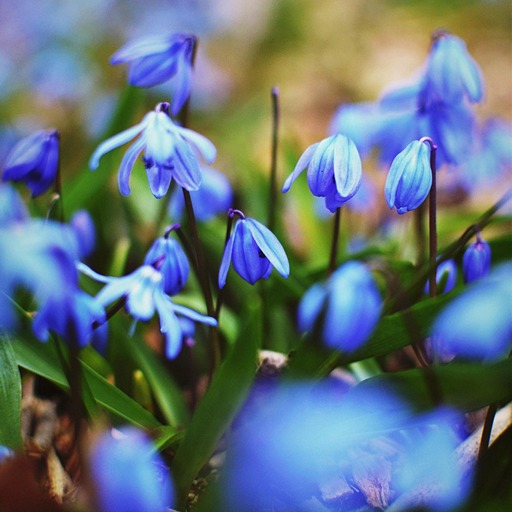 Синие цветы первоцветы - пролески