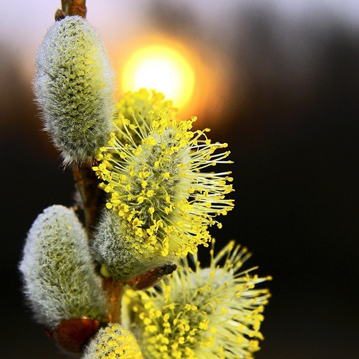 Пушистая верба на праздник Вербное воскресенье