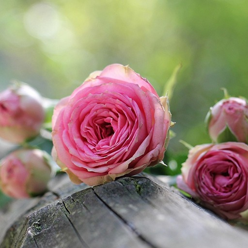 Как укоренить розу из букета: пошаговая инструкция