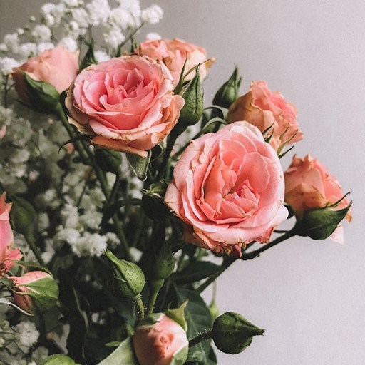 Розовые розы и белая гипсофила