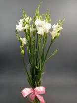 Фото флориста 1: 11 белых фрезий, Голландия