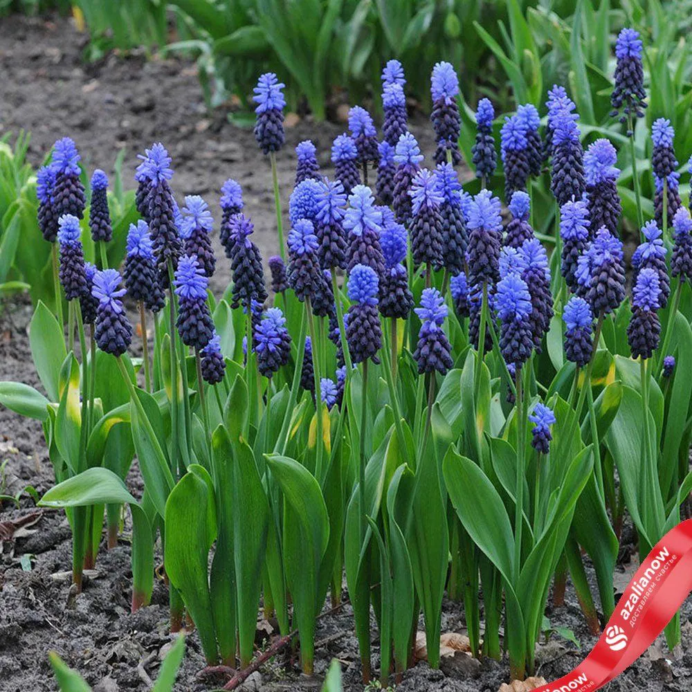 Виноградный гиацинт Мускари (Muscari Latifolium)