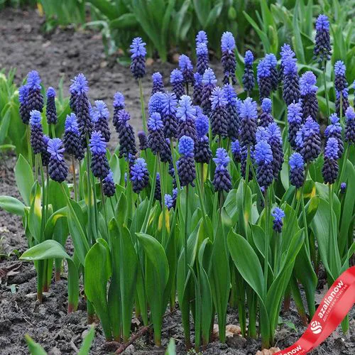 Фото 1: Виноградный гиацинт Мускари (Muscari Latifolium). Сервис доставки цветов AzaliaNow