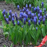 Маленькое фото 1: Виноградный гиацинт Мускари (Muscari Latifolium). Сервис доставки цветов AzaliaNow