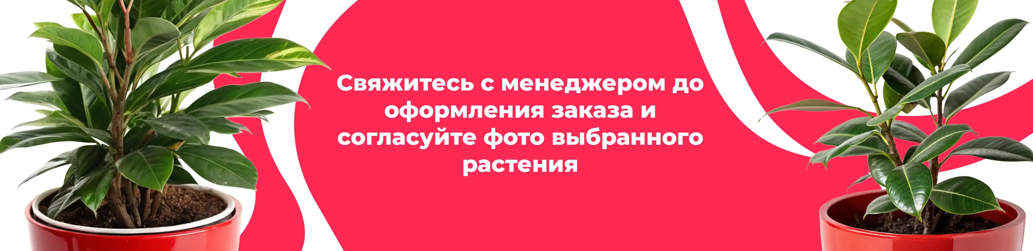 Баннер для рубрики: Комнатные растения Мытищи