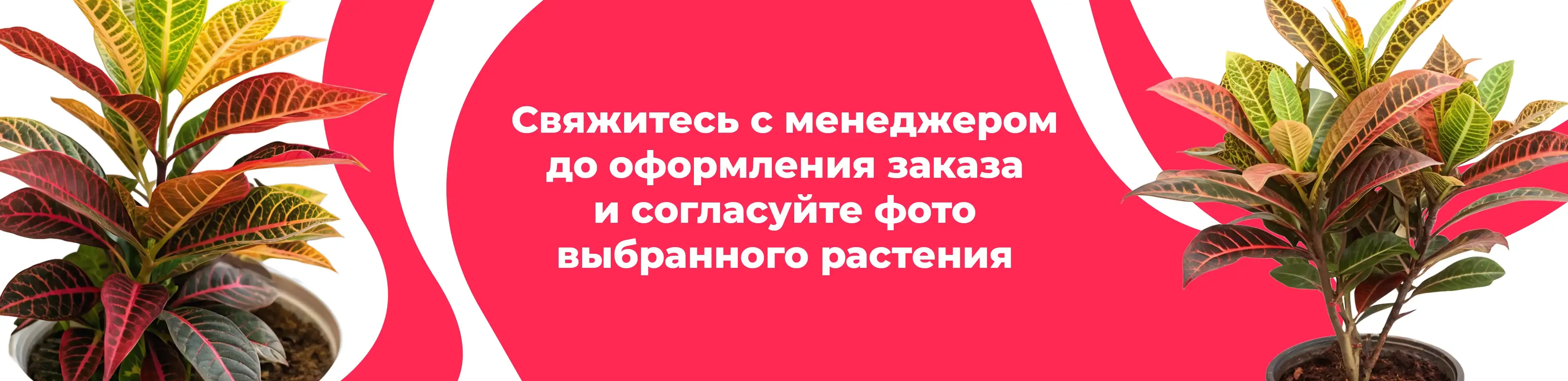 Баннер для рубрики: Растения Рязанский