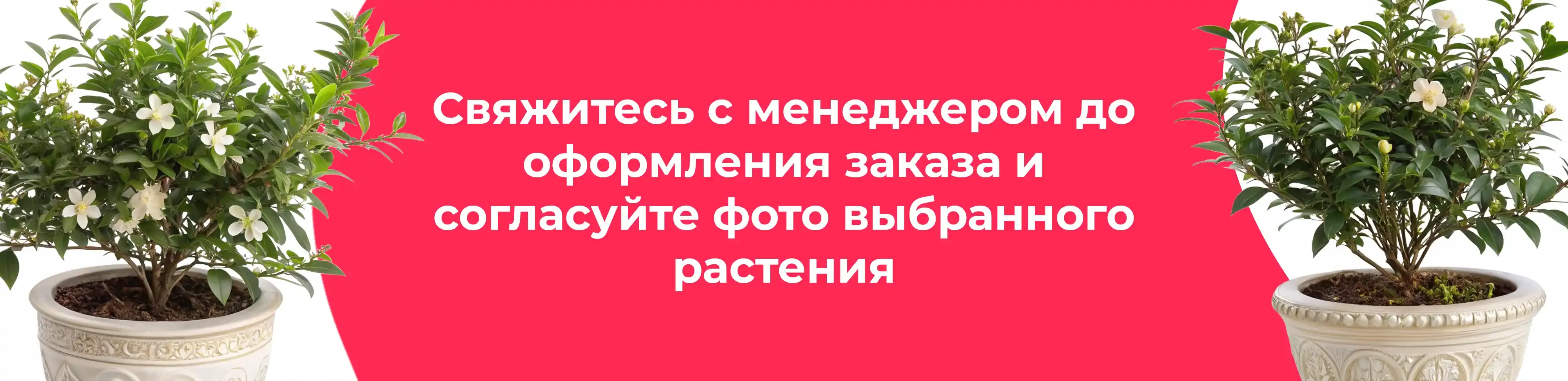 Баннер для рубрики: Мирт