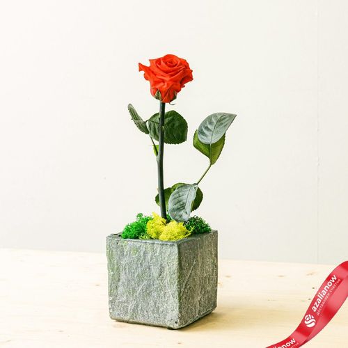 Фото 1: Вечная роза «День святого Валентина». Сервис доставки цветов AzaliaNow