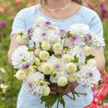 Маленькое фото 1: Георгин Лавендер Линен Дуо (Lavender Linen Duo). Сервис доставки цветов AzaliaNow