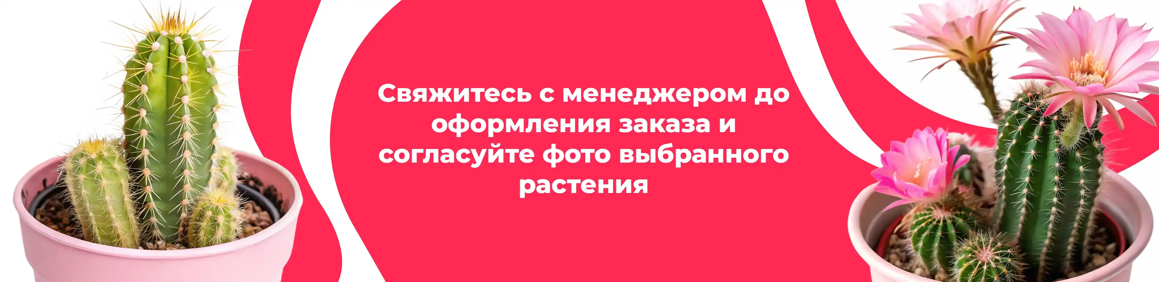 Баннер для рубрики: Комнатные растения Ногинск