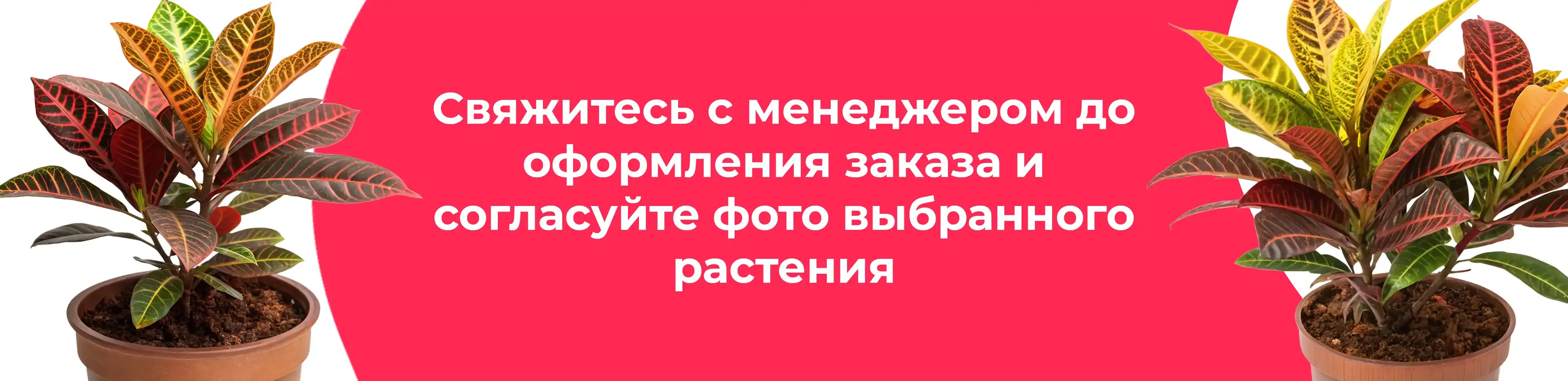 Баннер для рубрики: Комнатные растения Серпухов