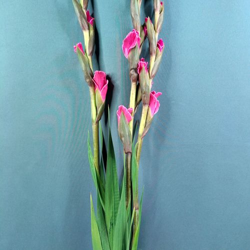 Фото флориста 1: Гладиолусы