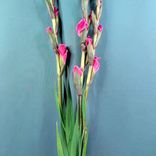 Фото флориста 1: Букет из 3 красных гладиолусов с белой лентой