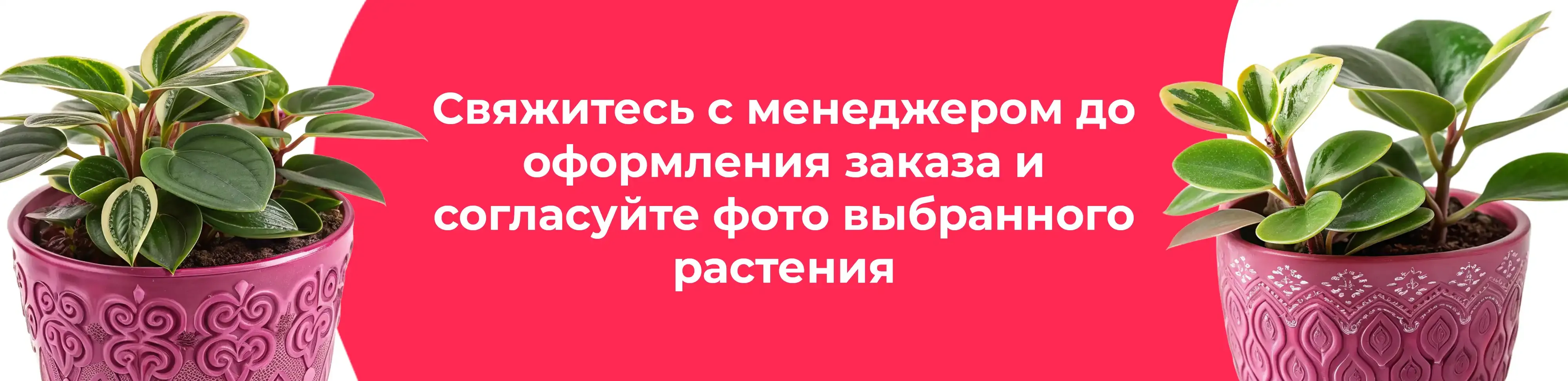 Баннер для рубрики: Цветы в горшках Орехово-Зуево