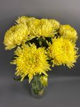 Фото флориста 4: 1 желтая одноголовая хризантема