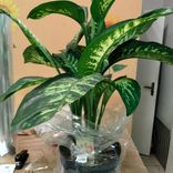 Фото флориста 1: Диффенбахия Камилла