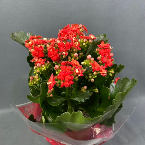 Фото флориста 3: Цветы в горшках Пересвет