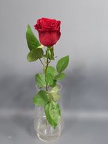Фото флориста 3: Роза красная, Кения, 40см