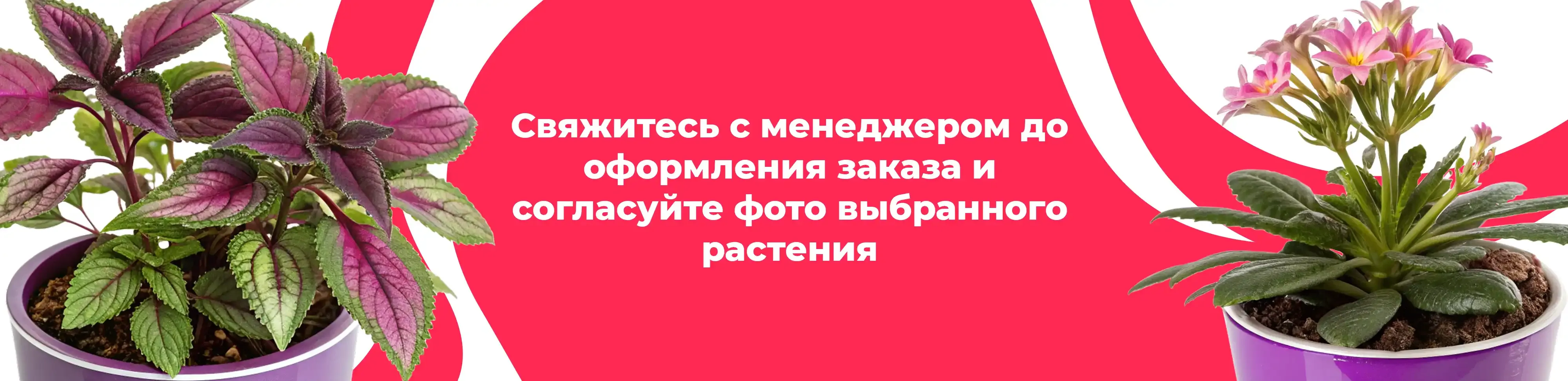 Баннер для рубрики: Комнатные растения Красногорск