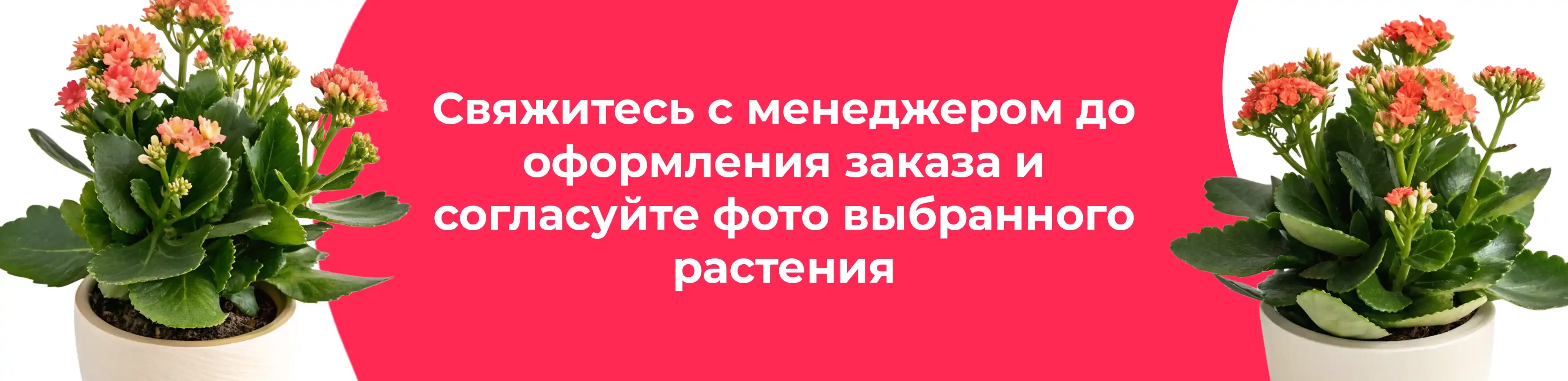 Баннер для рубрики: Каланхоэ