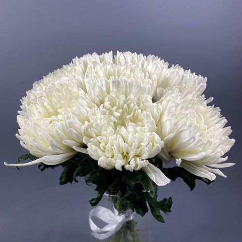 Фото флориста 1: Хризантемы мультифлора