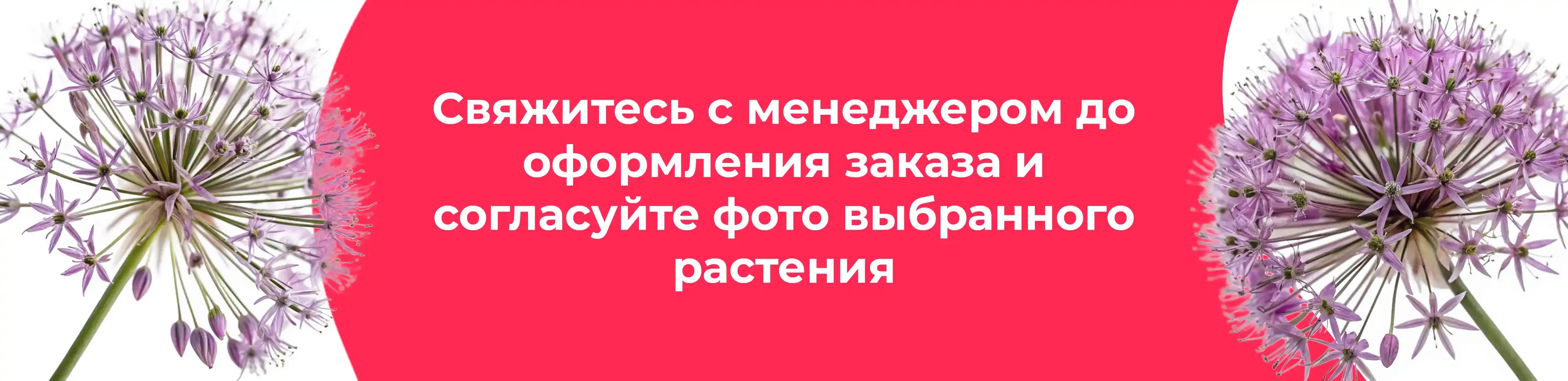 Баннер для рубрики: Аллиумы