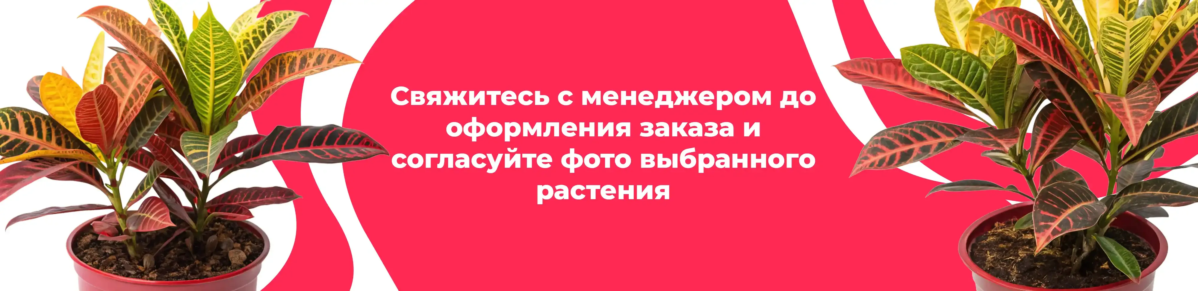 Баннер для рубрики: Комнатные растения Солнечногорск