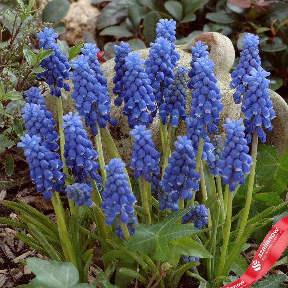 Виноградный гиацинт Мускари Арменикум (Muscari Armeniacum) Вид№3