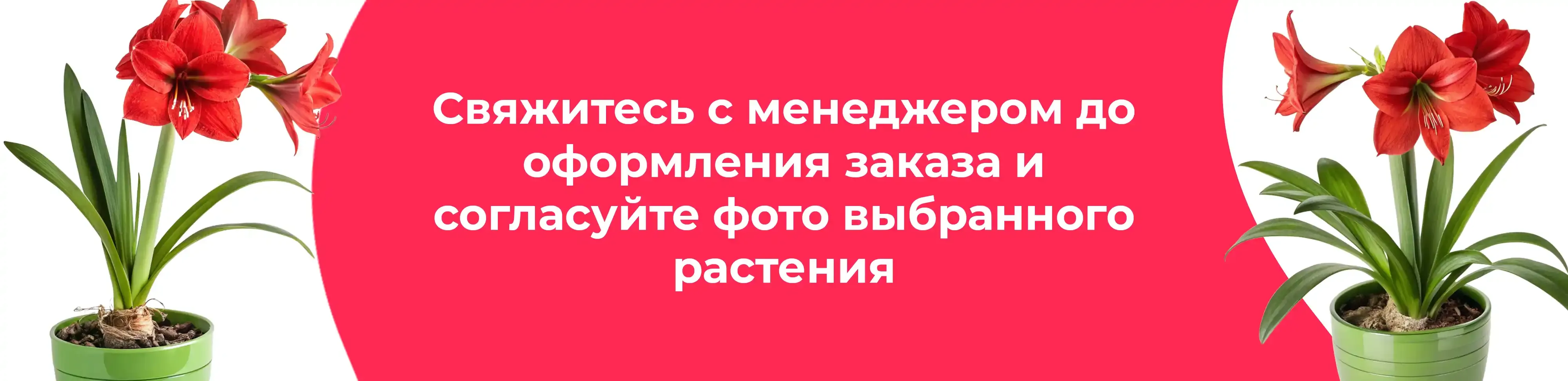 Баннер для рубрики: Амариллисы