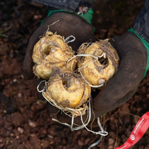 Фото 3: Рябчик Оранж (Fritillaria Orange). Сервис доставки цветов AzaliaNow