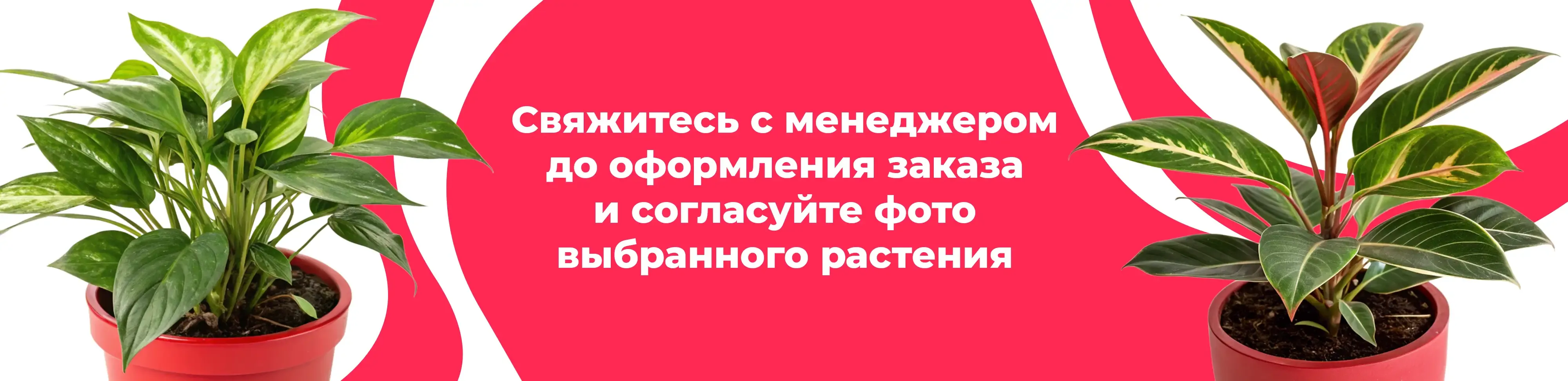 Баннер для рубрики: Растения Северный