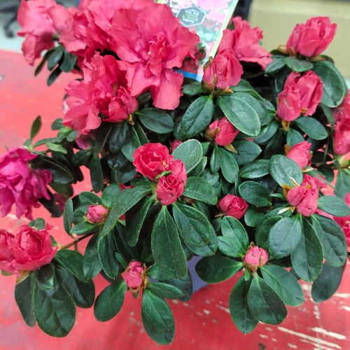 Фото флориста 2: Цветы в горшках Орехово-Зуево