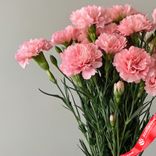 Маленькое фото 4: Букет из 15 розовых гвоздик с лентой. Сервис доставки цветов AzaliaNow